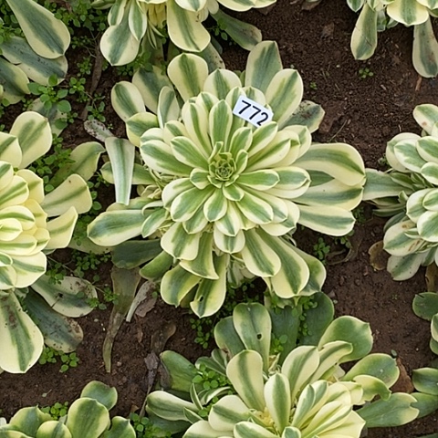 多肉植物法师772欣尼亚