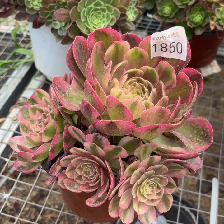 火龙果多肉处理不包断头1850