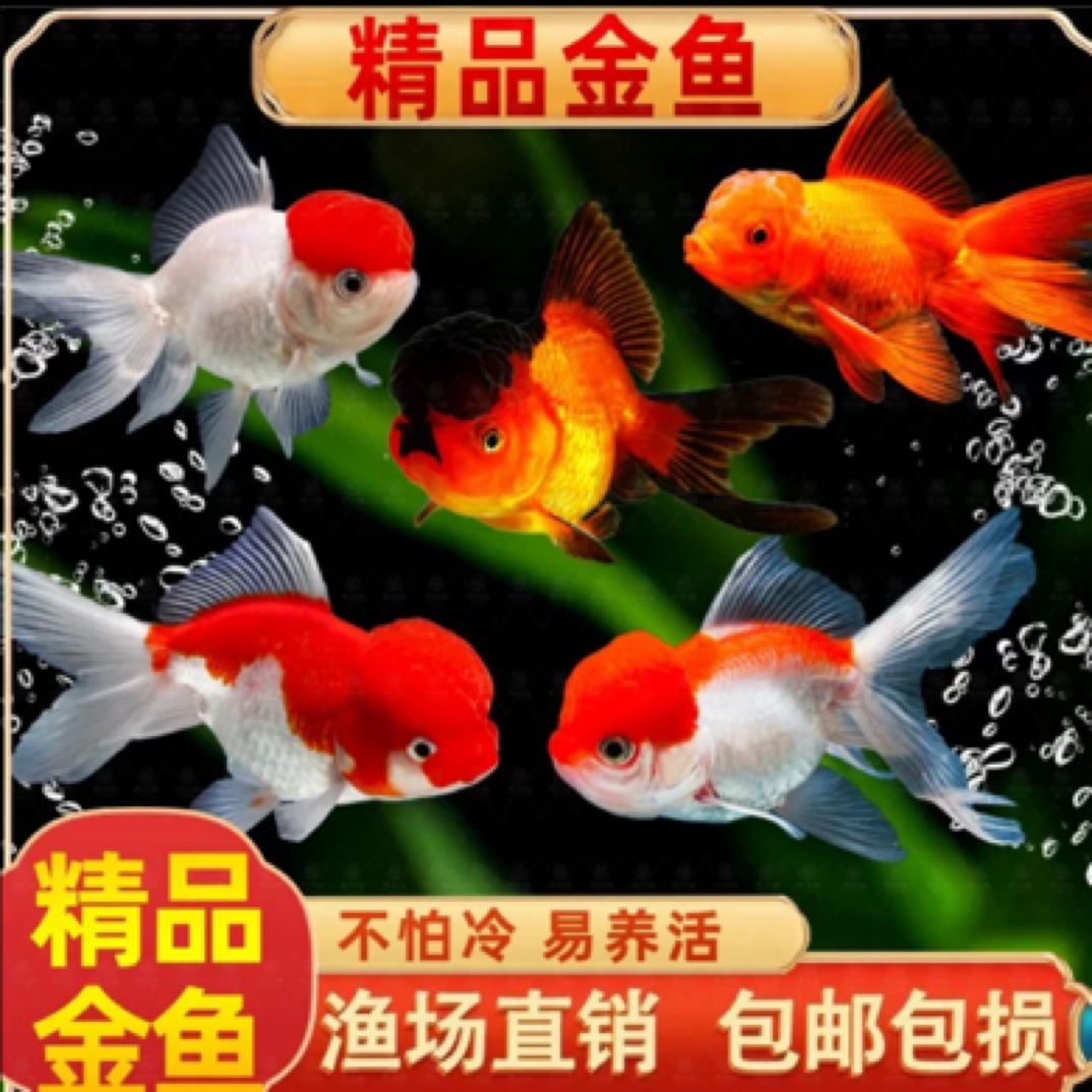 精品大金鱼8-10公分7大条包邮包损耗不支持指定