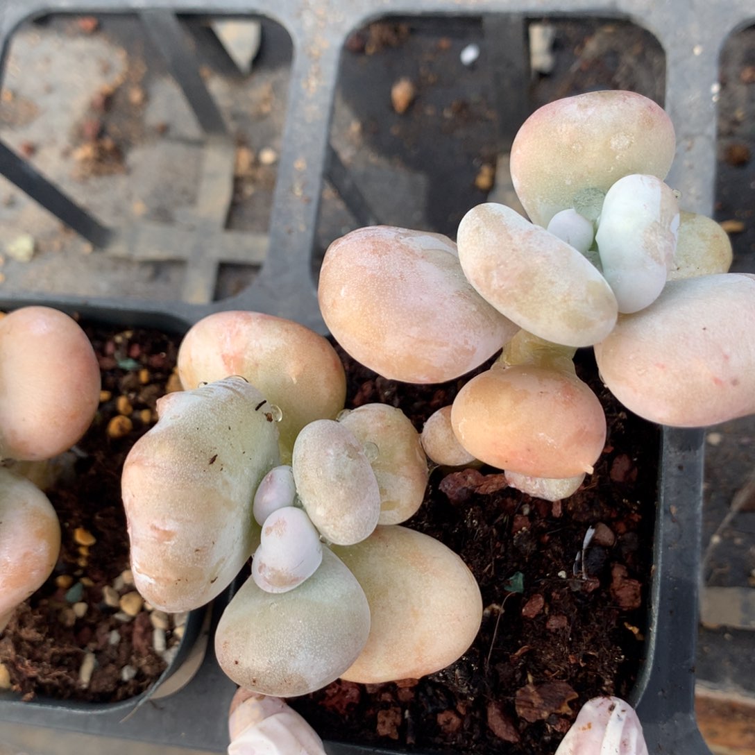 p*油煎奶酪多肉油煎奶