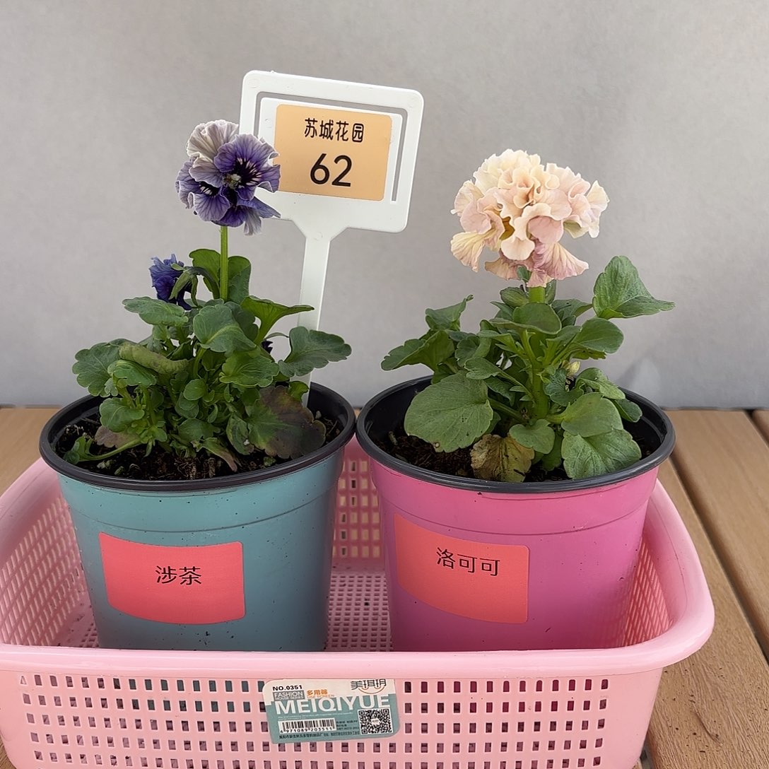 大部分开放少量花苞62