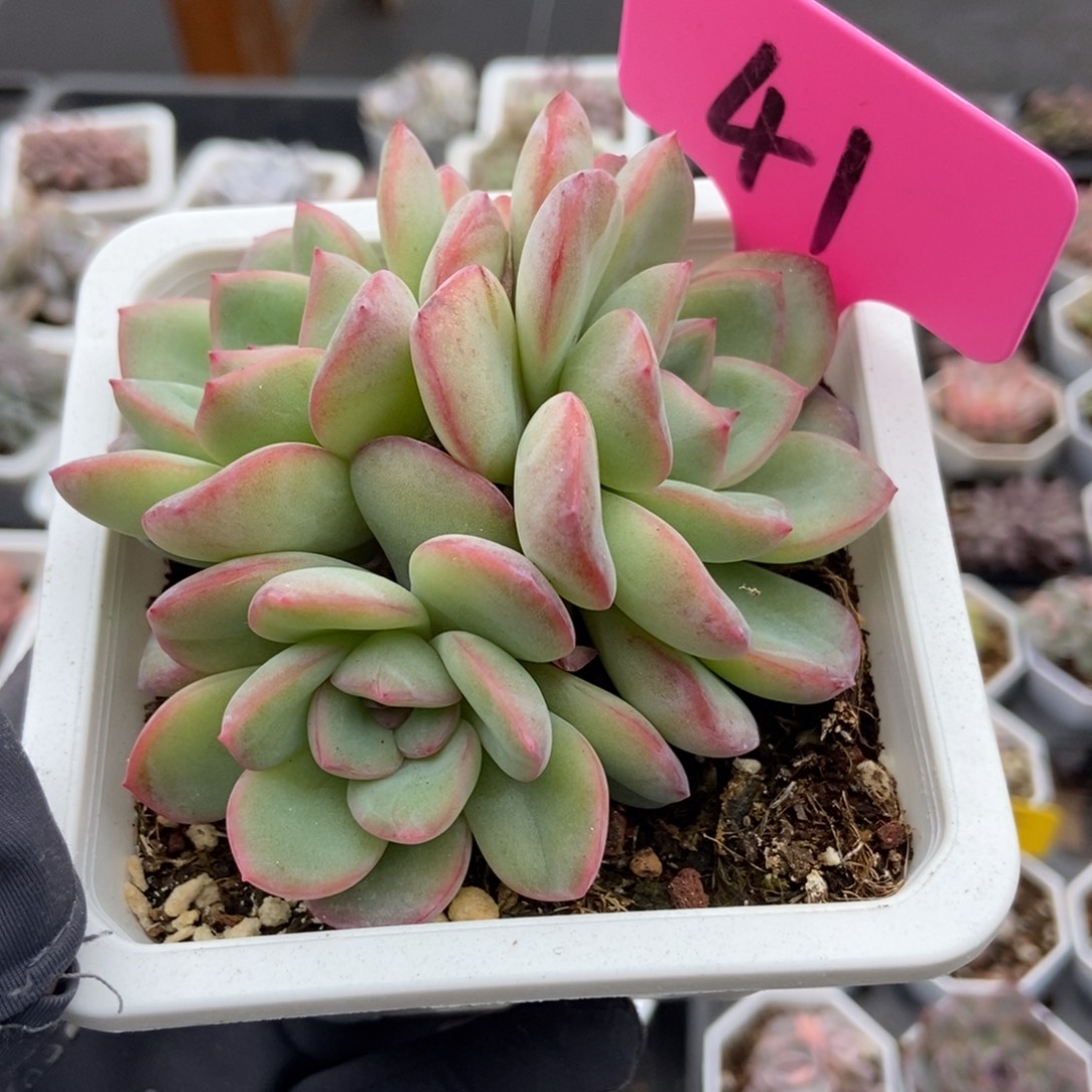 41泡芙多肉植物多肉植物