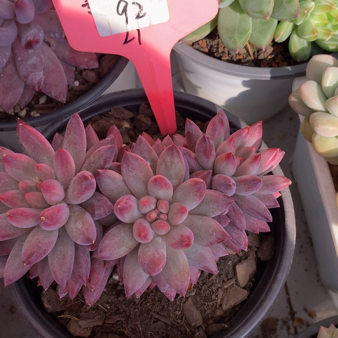 虞美人多日子黑五37733737