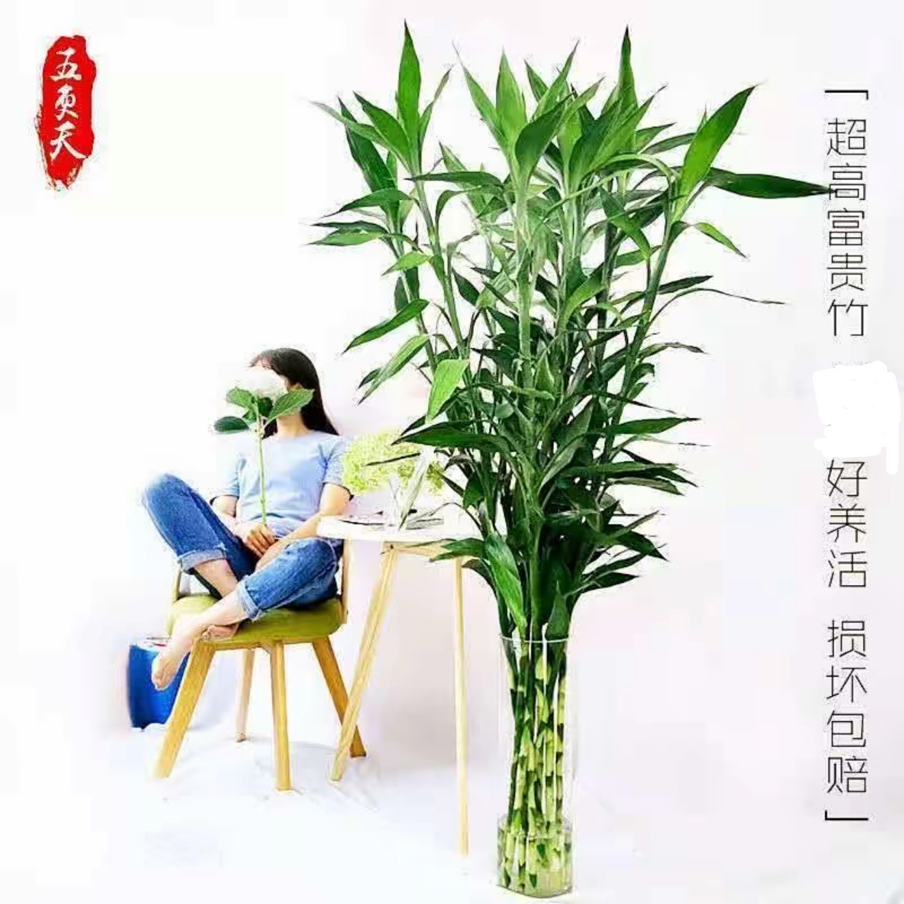 【纸箱打包1-1.4米精品】富贵竹水养花卉绿植大棵客厅净化空气室内