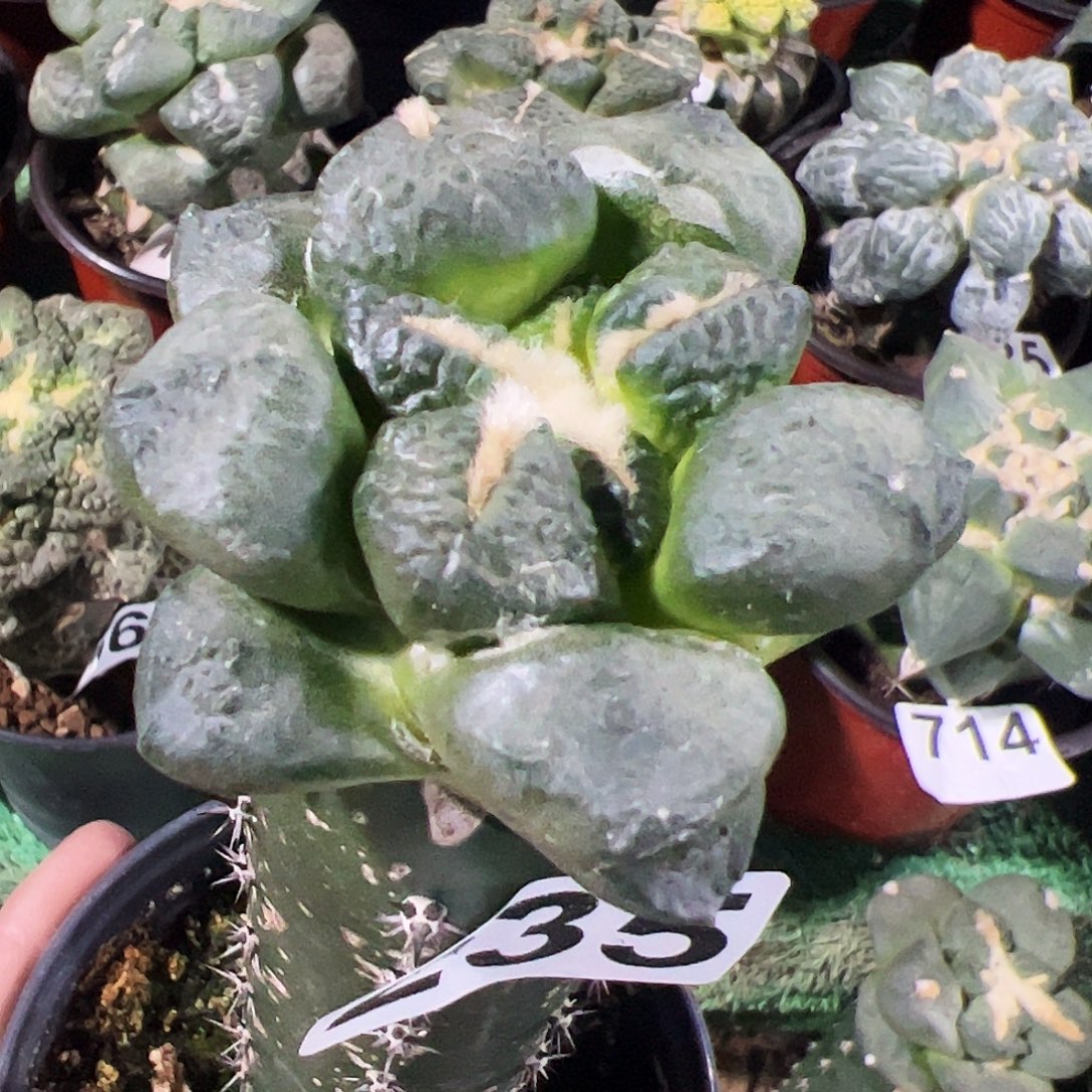 无花朵福利光面连山牡丹235