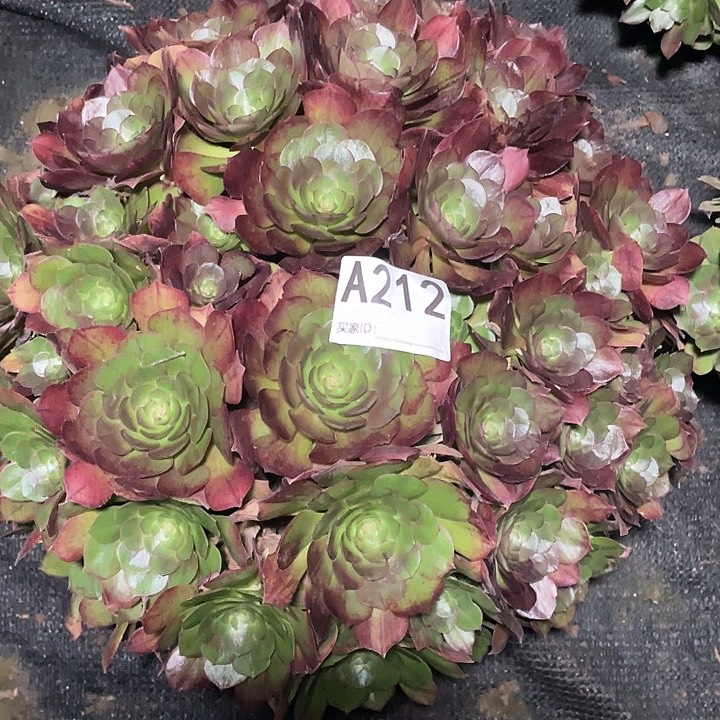 212万圣节法师3--7