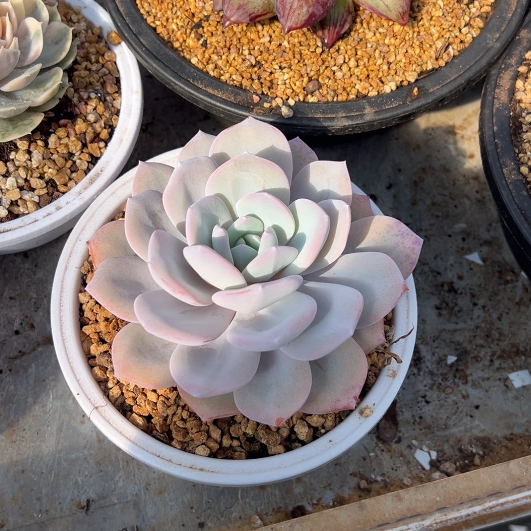 奶茶 老桩 夏鸣园艺