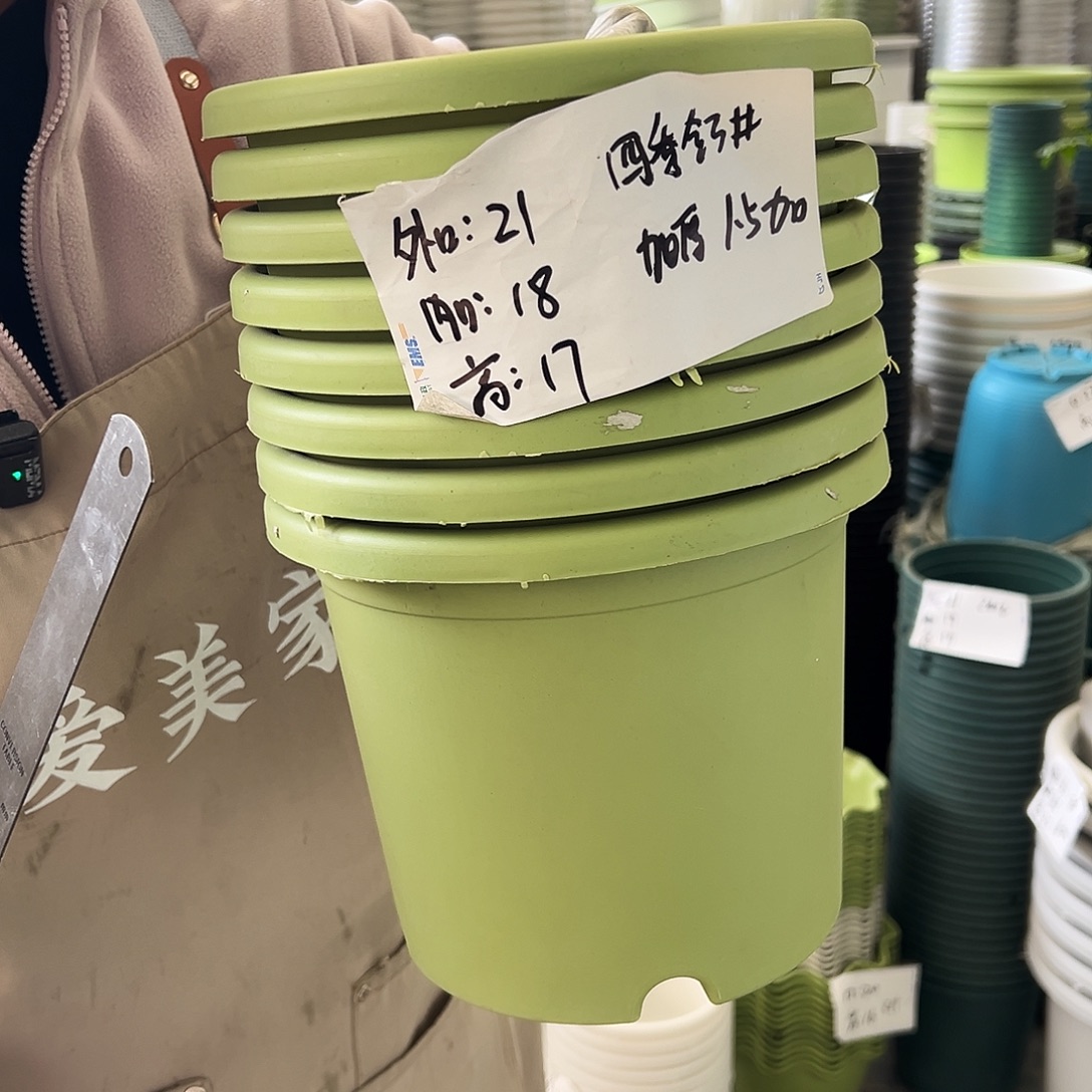 四季盆3#果绿色10个无托