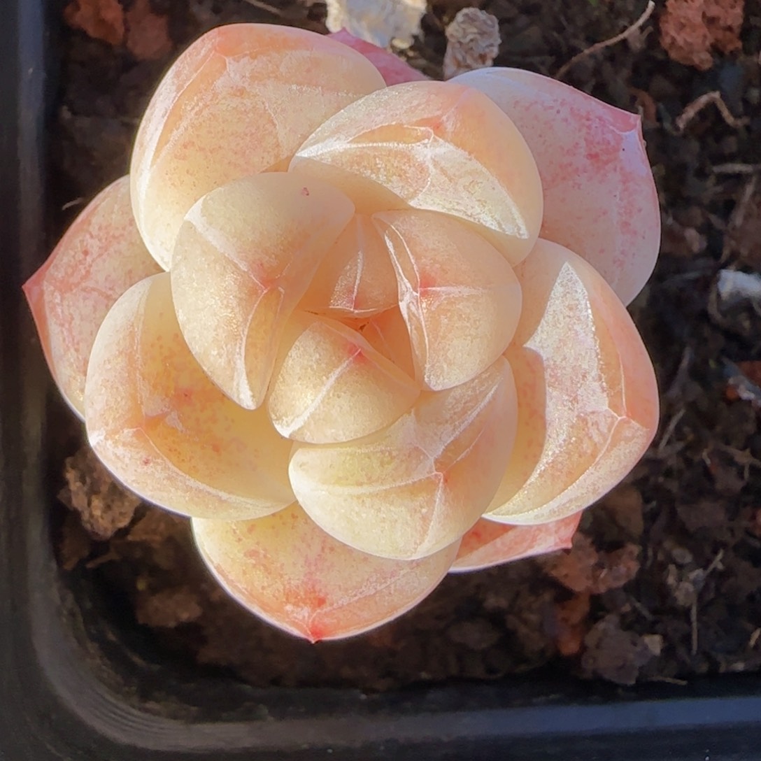 心***心冰玉精控含运费一颗