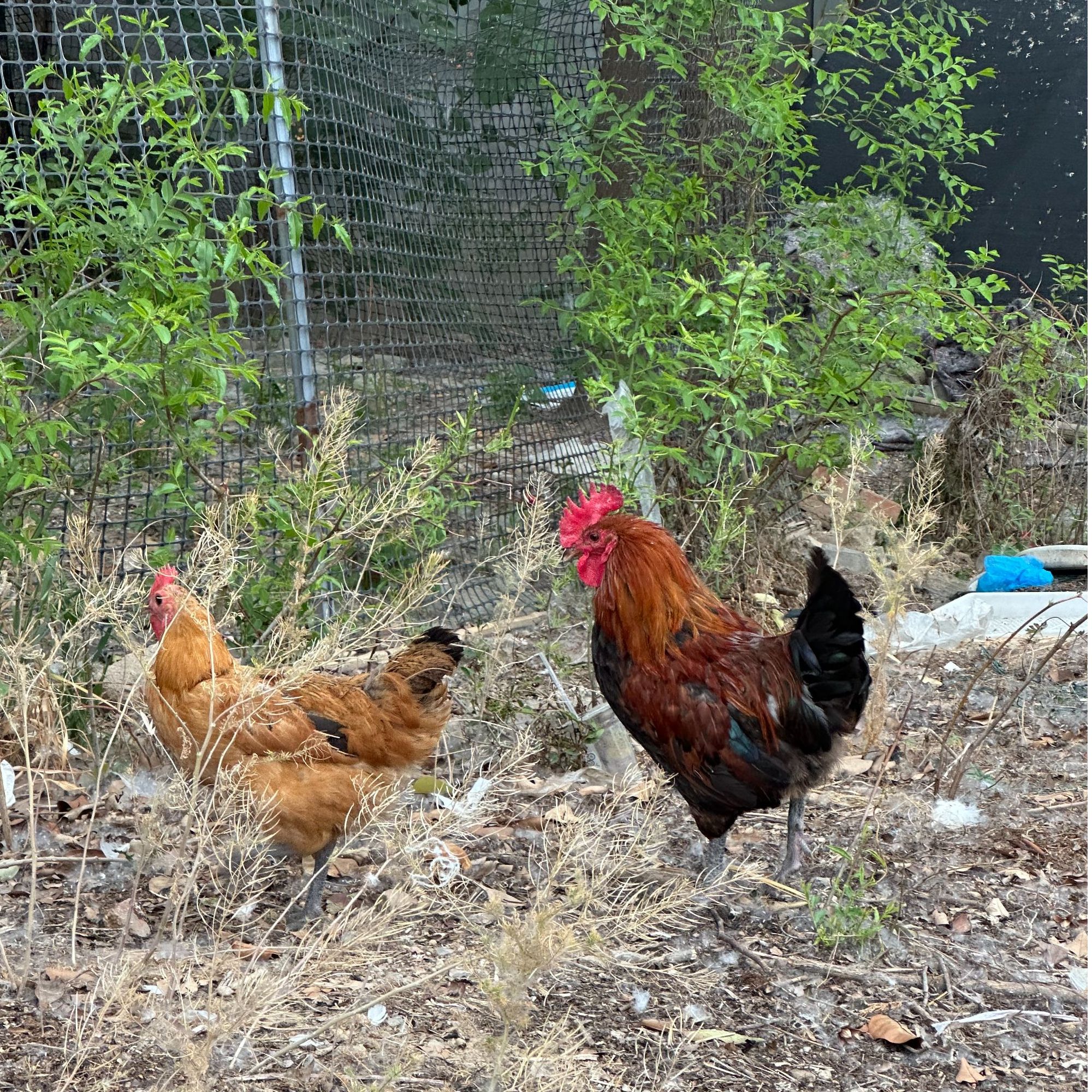 宠物鸡淮南草品种纯正公鸡对版【送10只路损】顺丰、京东包邮发货