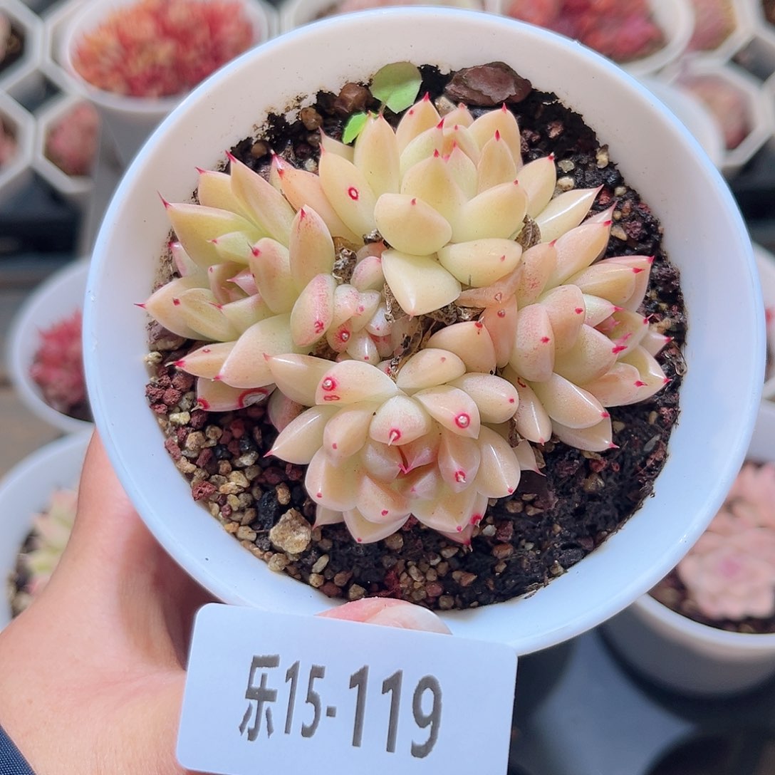 乐15-119 黄金石英群 