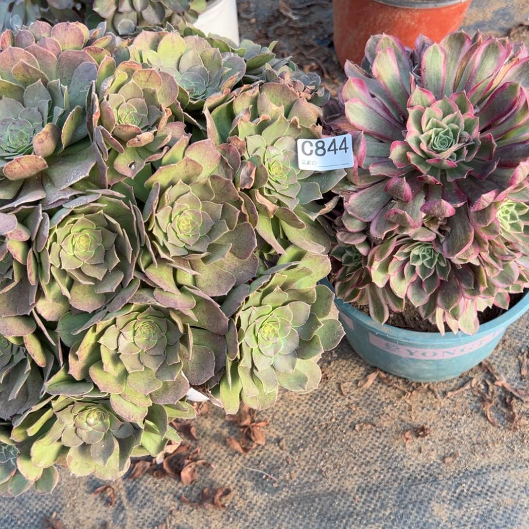 844两颗组合多肉植物法师