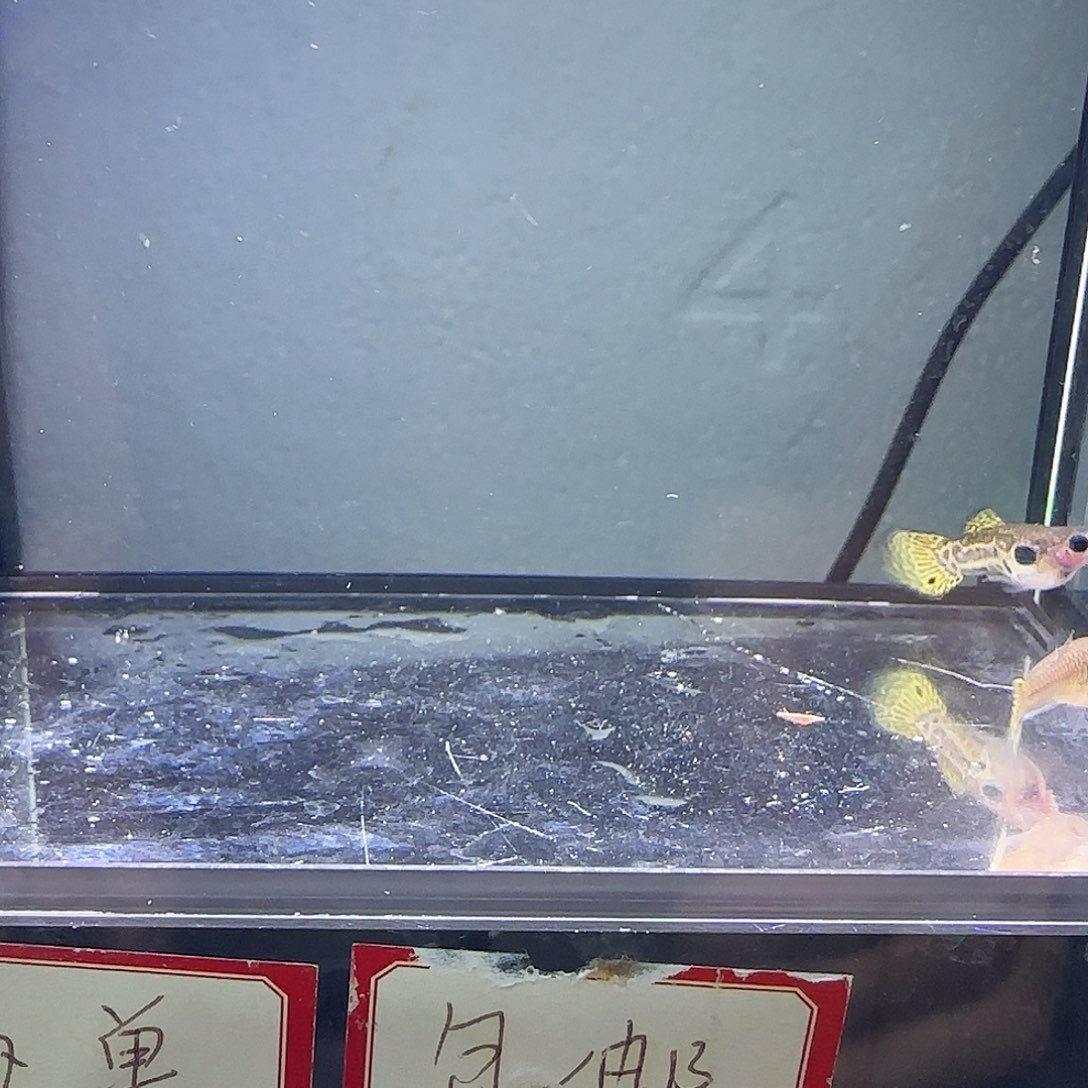 孔雀鱼野生色一对