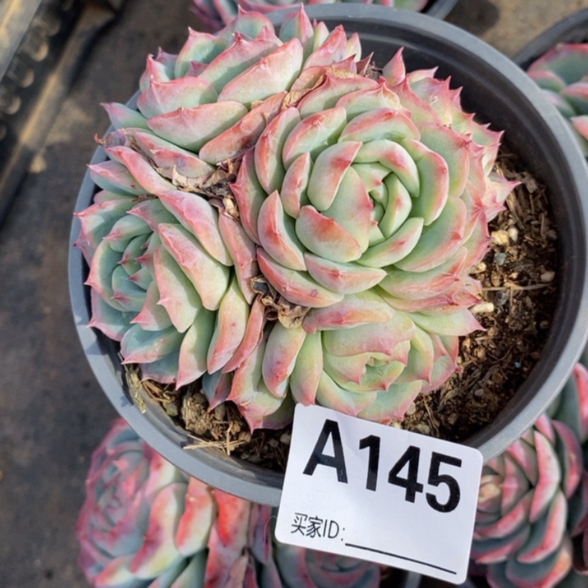 【闪购商品】小**物多肉植物