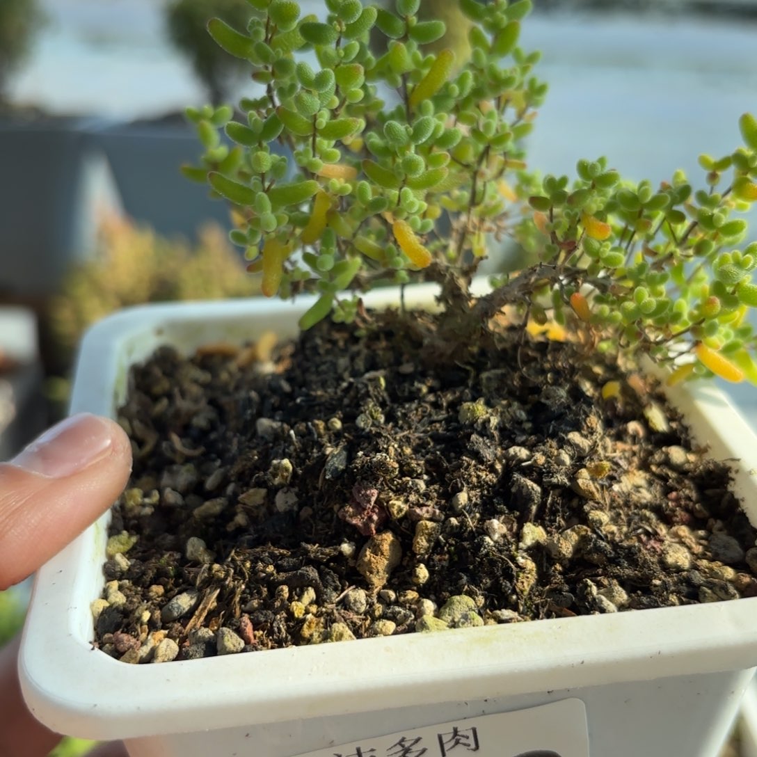 306蜜橘糖球枝干福利下播