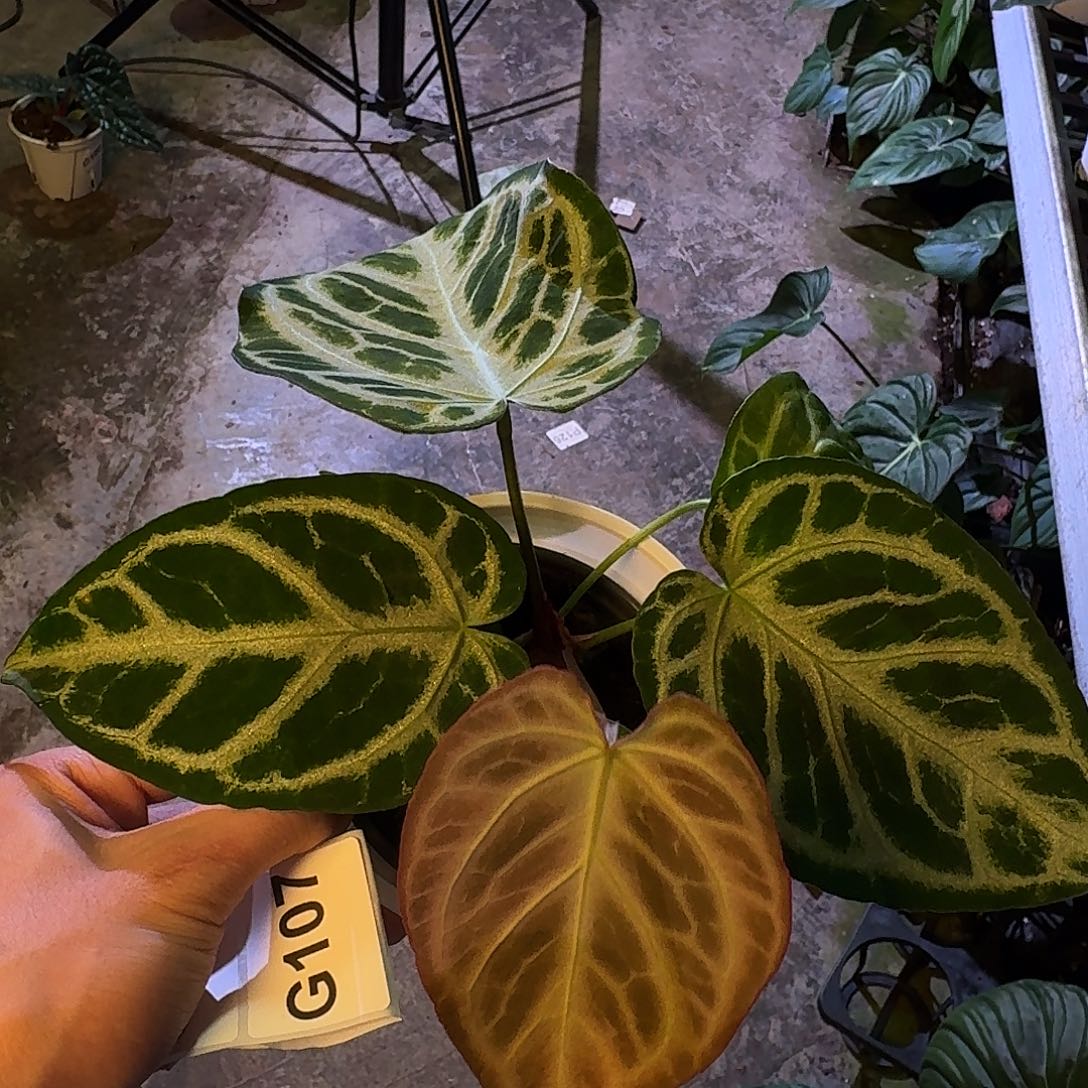 爱***片不开花植物黑刷子杂闪耀G107