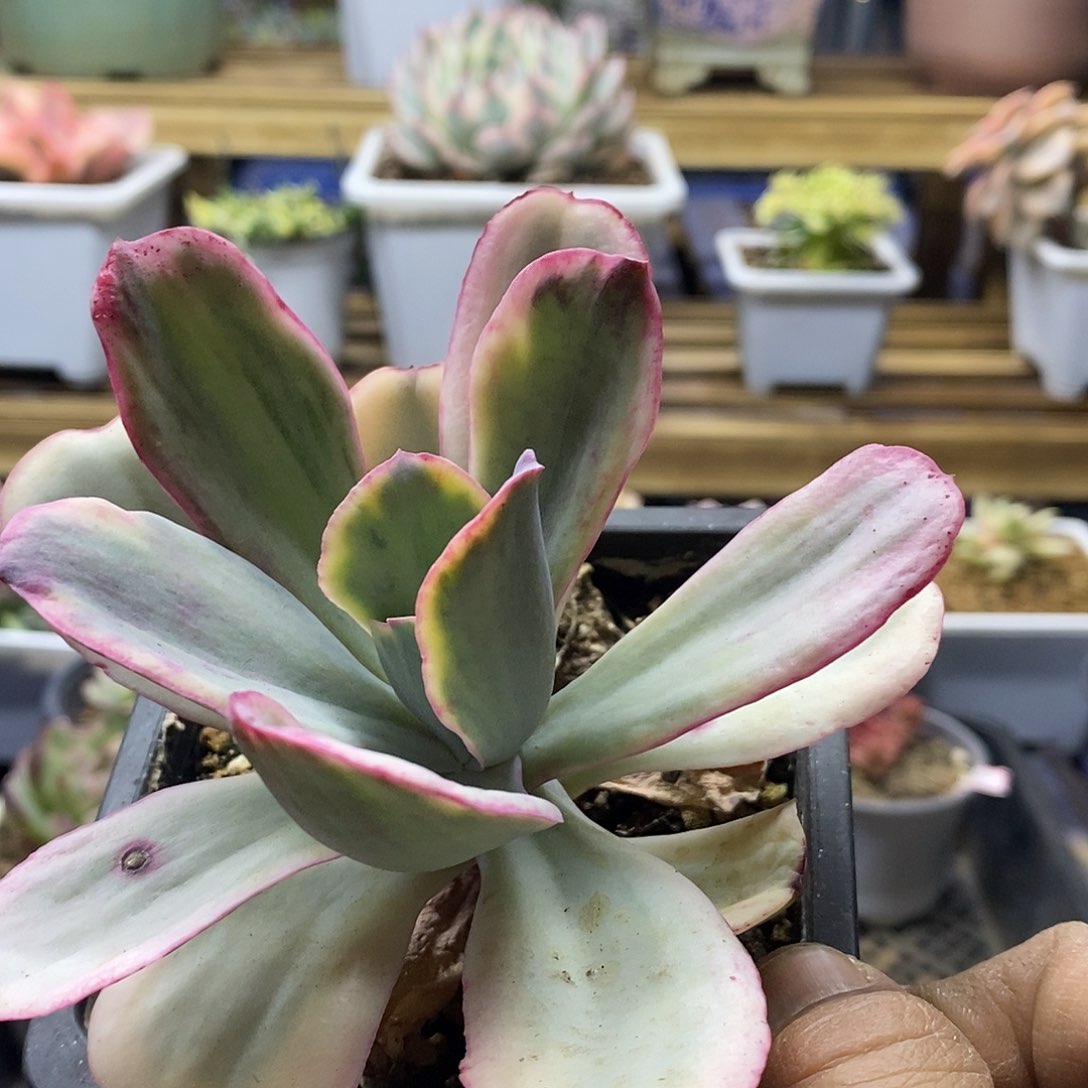 2687 大瑞蝶覆轮锦