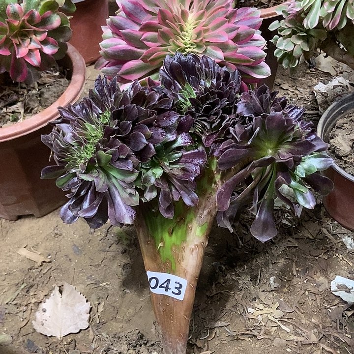 043欧若拉缀化老板子法师