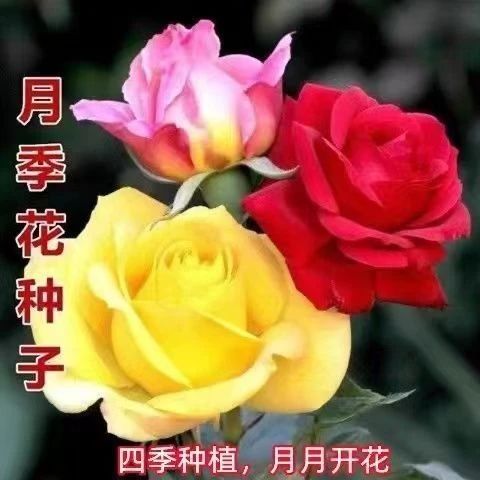 月季花种子四季月月红阳台盆栽庭院易种懒人花种子