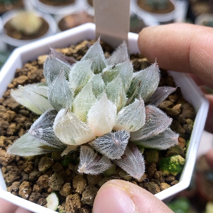 【闪购商品】167 gm292