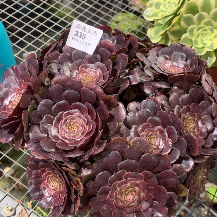 335黑萝莉多肉植物