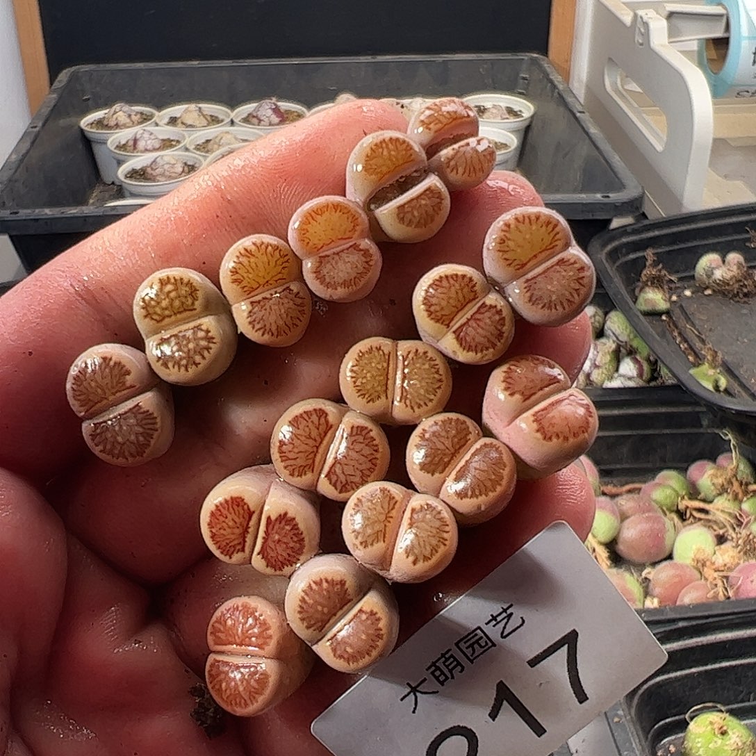 一物一拍。      217