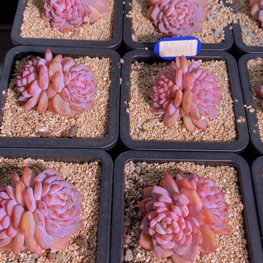 量拍15号 精品糖心星星橙双头一个