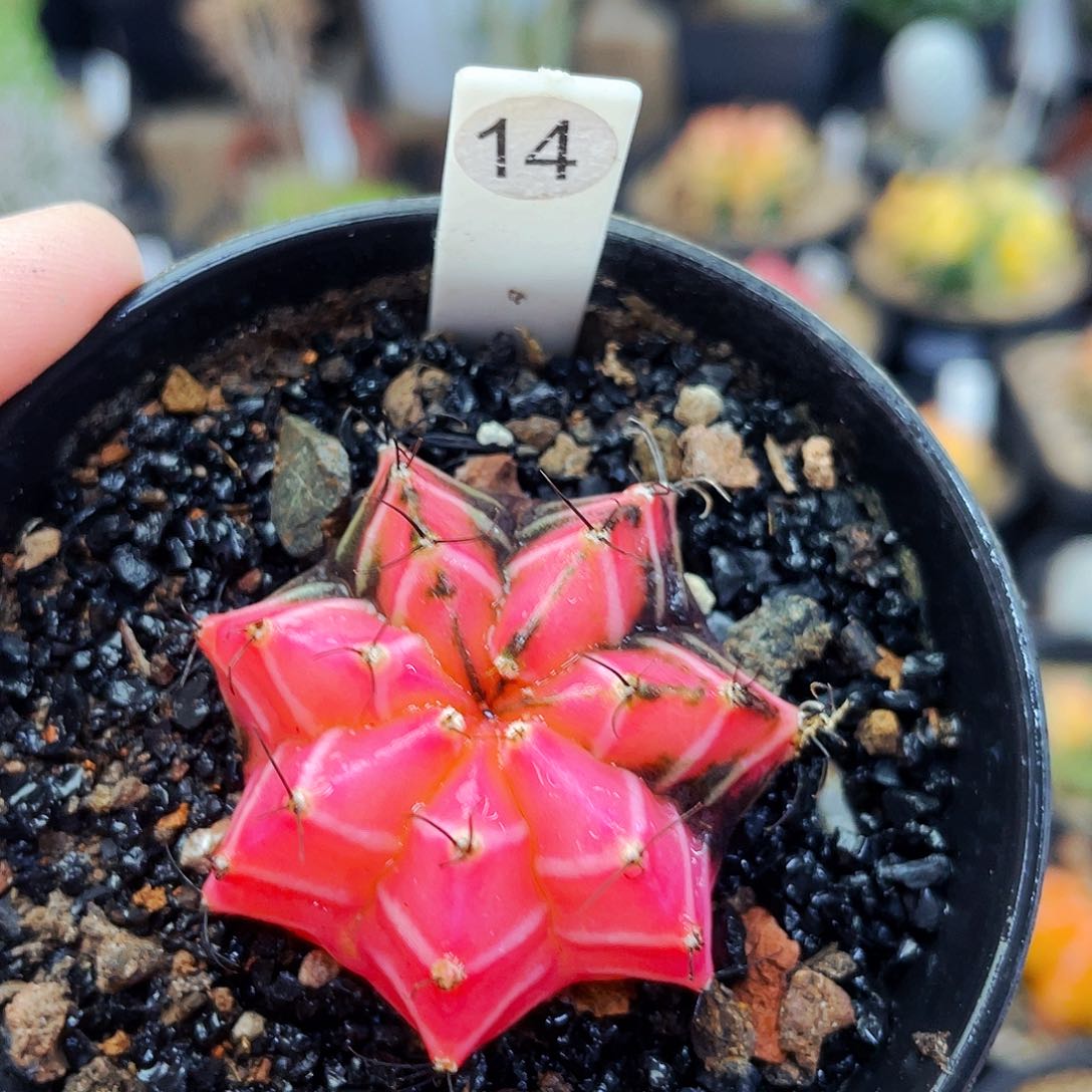 非偏远地区满25发货仙人球