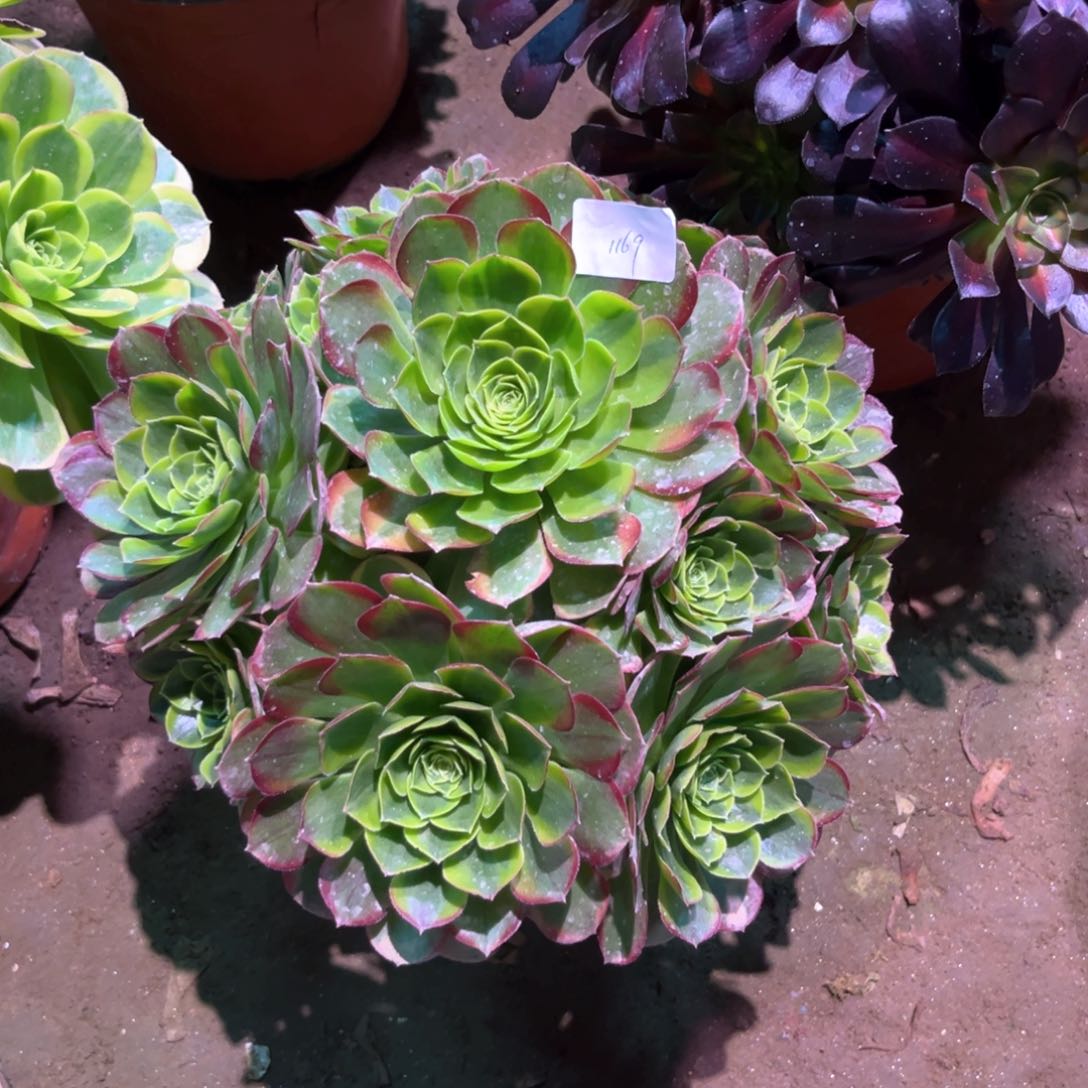 多肉植物奶白1169