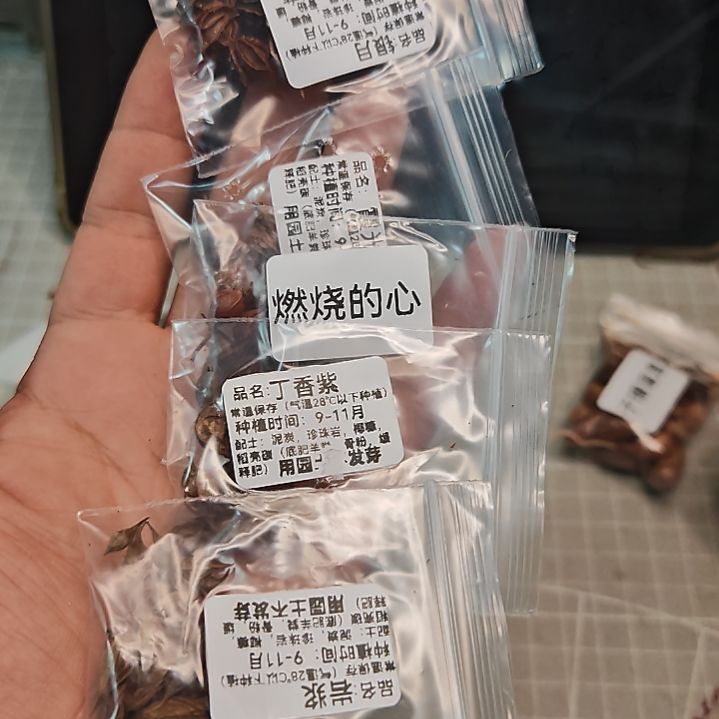 易***喽酢浆草晚花组合111