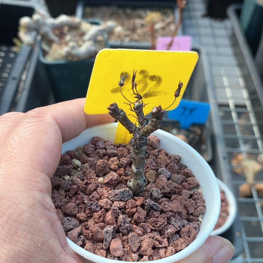 黑曼巴多肉植物一个