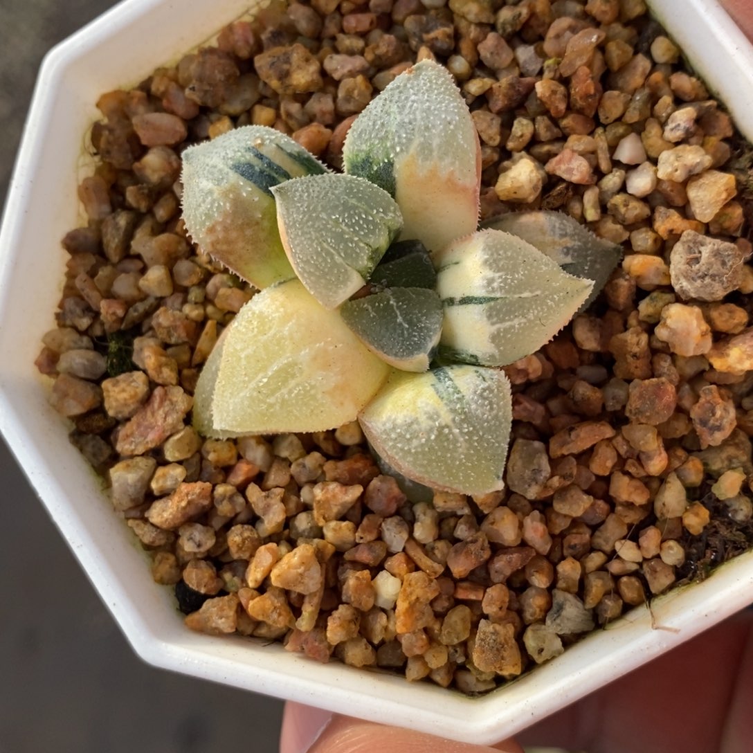 一颗实生磨面寿锦