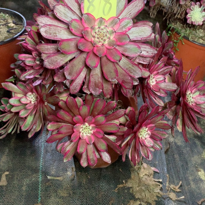 818紫霞仙子多肉111111