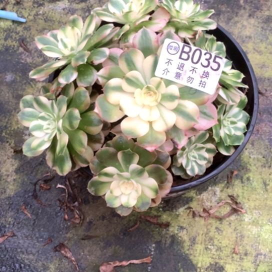 多肉植物荔枝035