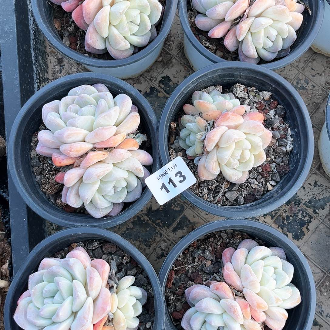 阿雅园艺。        脱土发货113