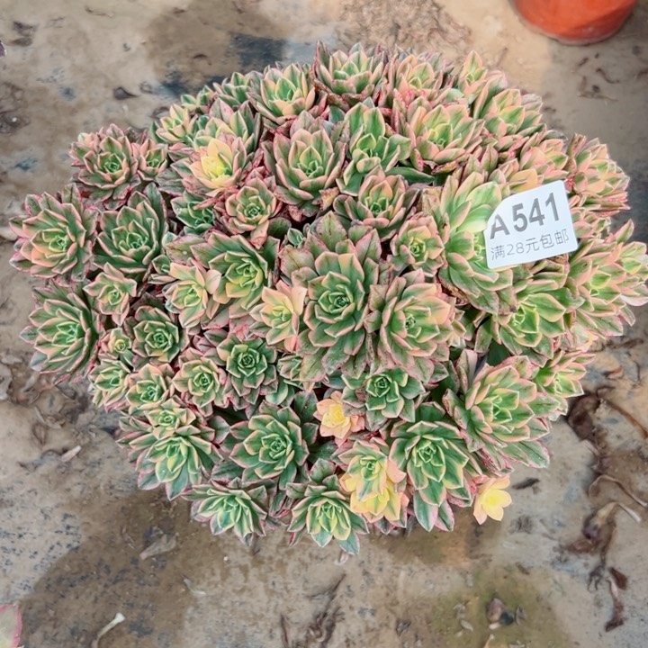 541甜茶多肉植物