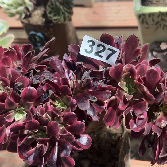 静***变多肉植物一个美杜莎