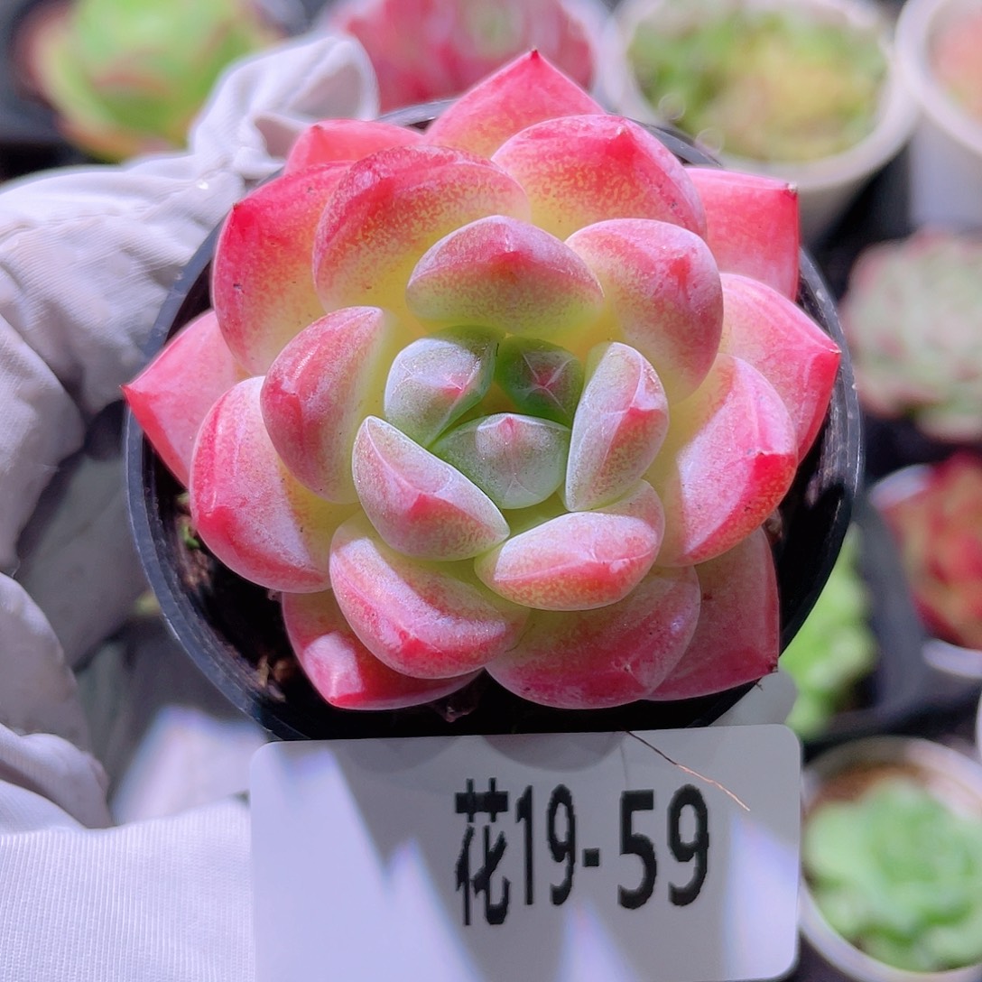 花利美19-59冰娃娃