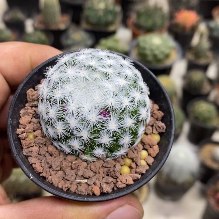 大春心特价福利包邮