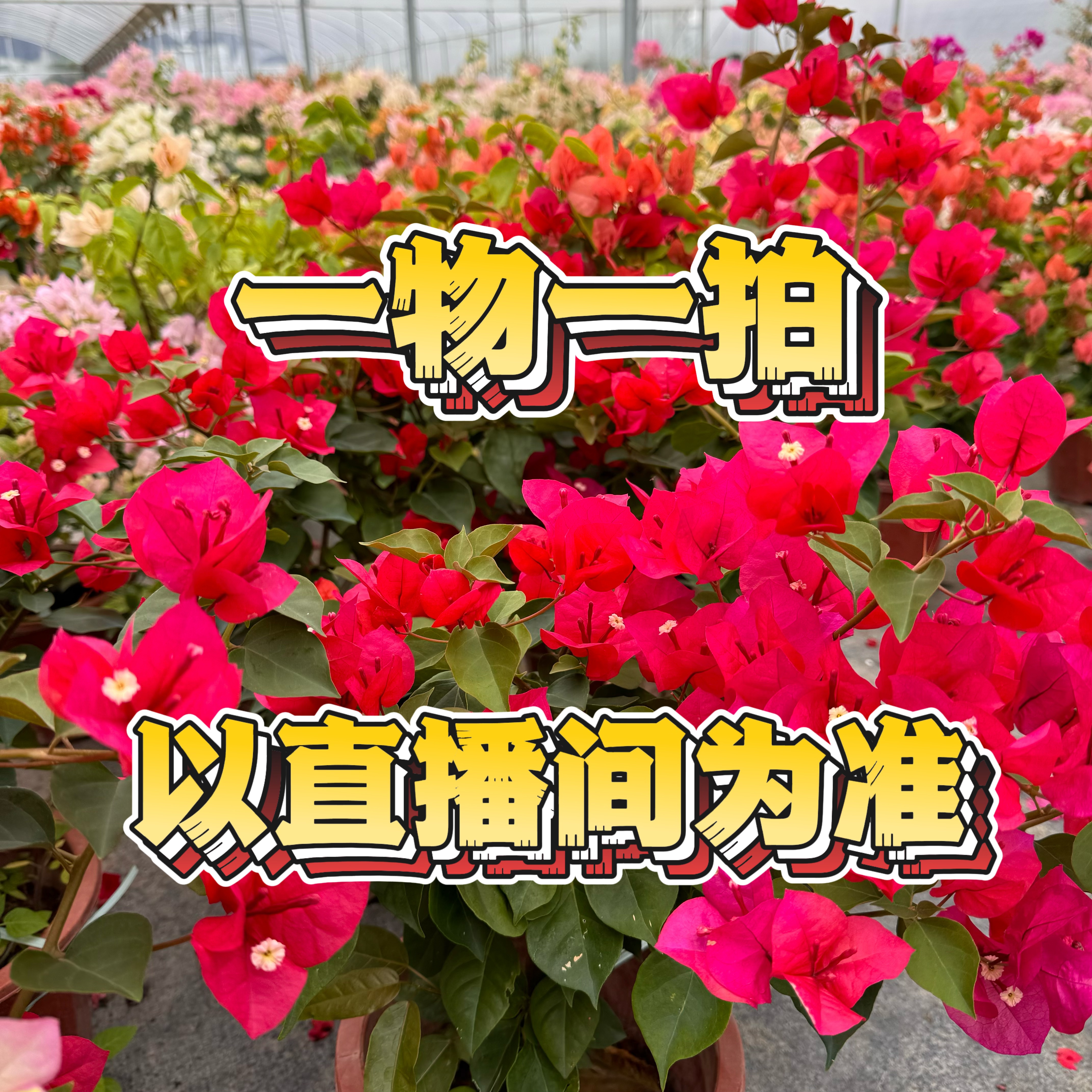 【一物一拍】三角梅原盆原土爬藤勤花品种