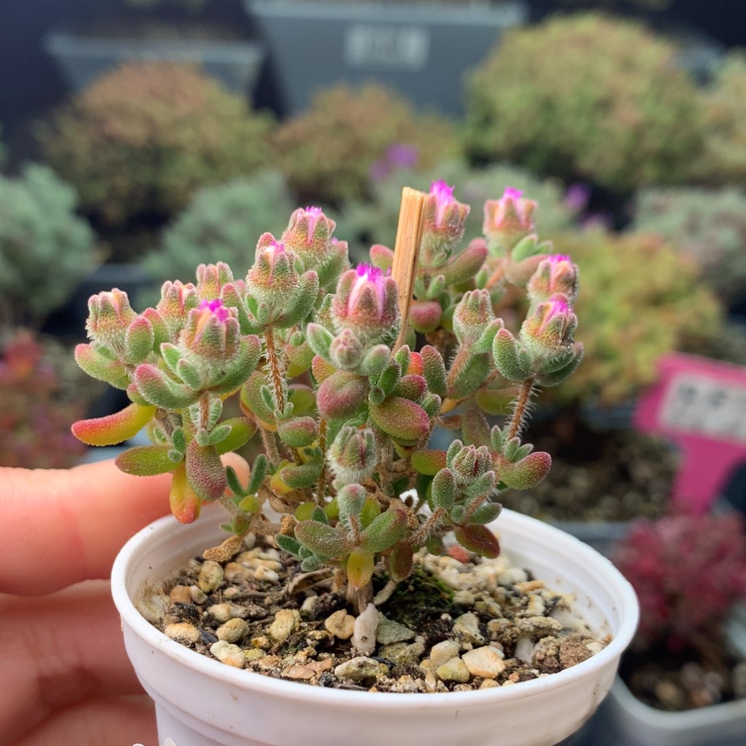 620红宝石 。      