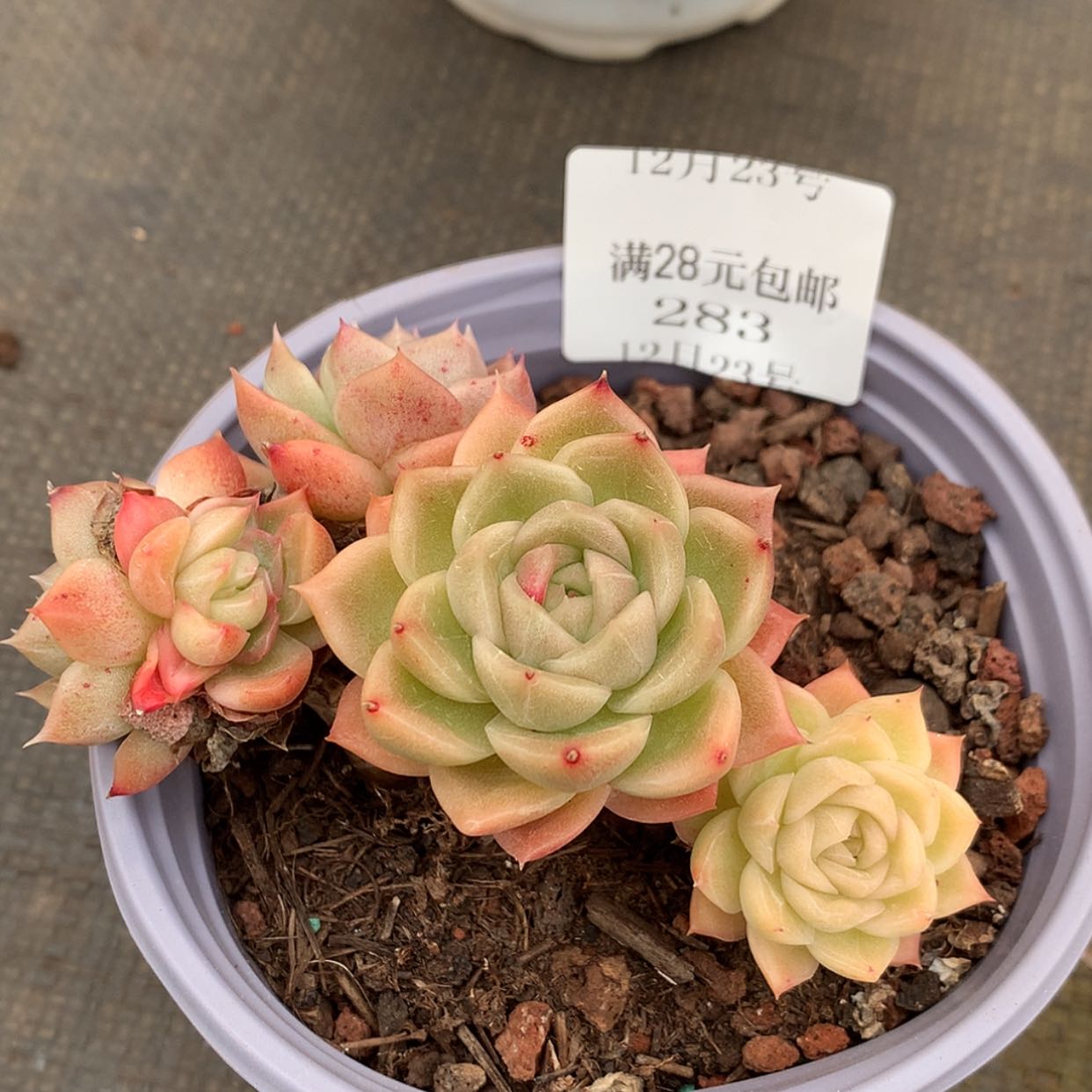 【闪购商品】云283号