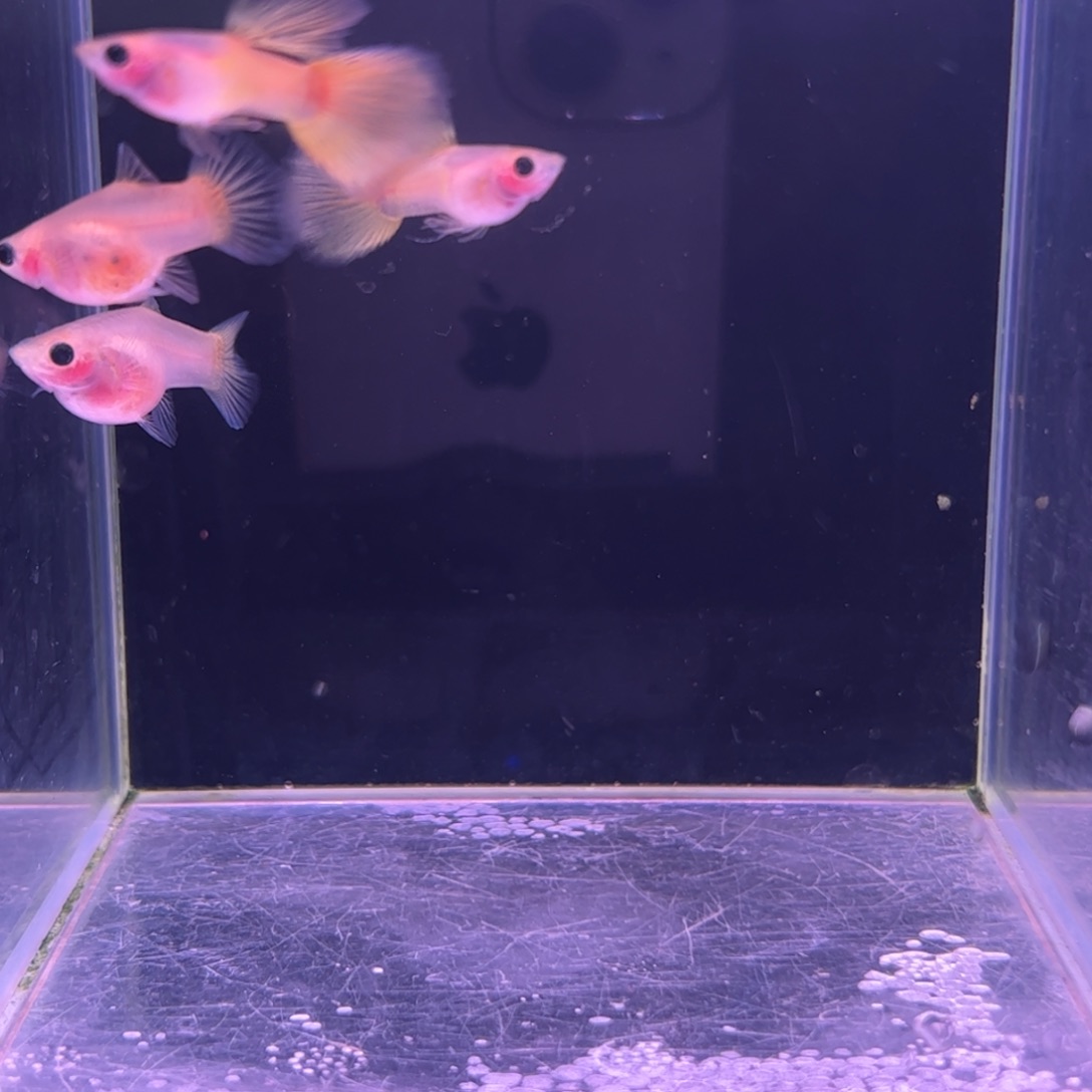 孔雀鱼黄金玻璃猫短体2对