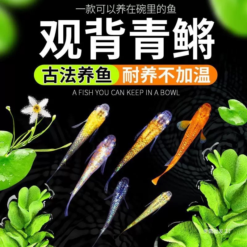 观背青鳉冷水鱼迷你好养耐活免打氧魔法星光小型锦鲤