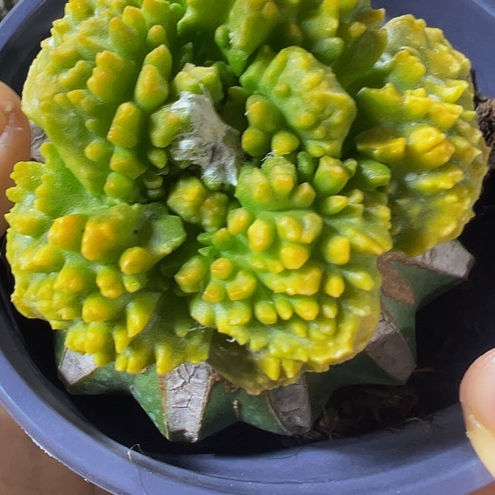 炸尤龟甲锦090仙人球开花