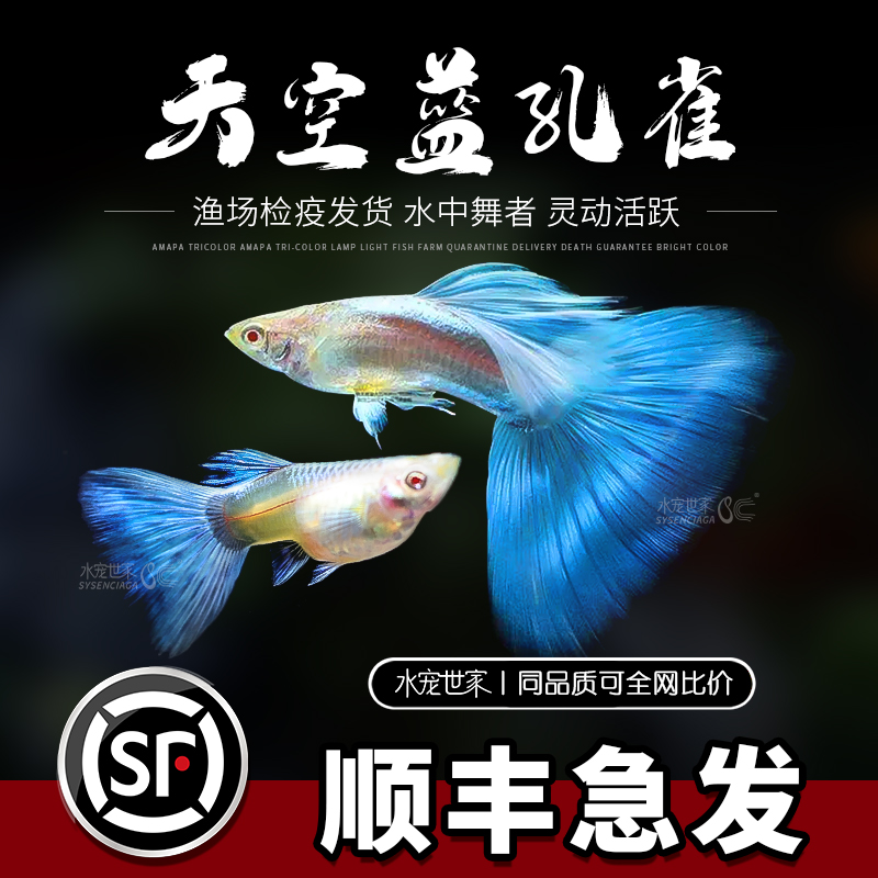 天空蓝缎带大尾大C孔雀鱼纯种小型热带观赏鱼胎生孔雀鱼观赏鱼