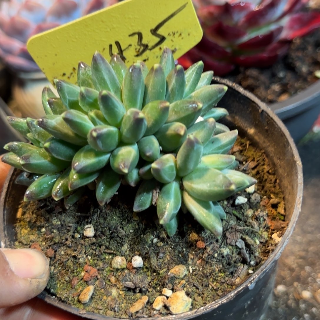 梵高朵朵一物一拍包装收缩花旱