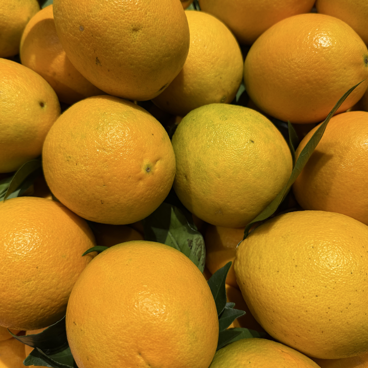 江西赣南脐橙5斤