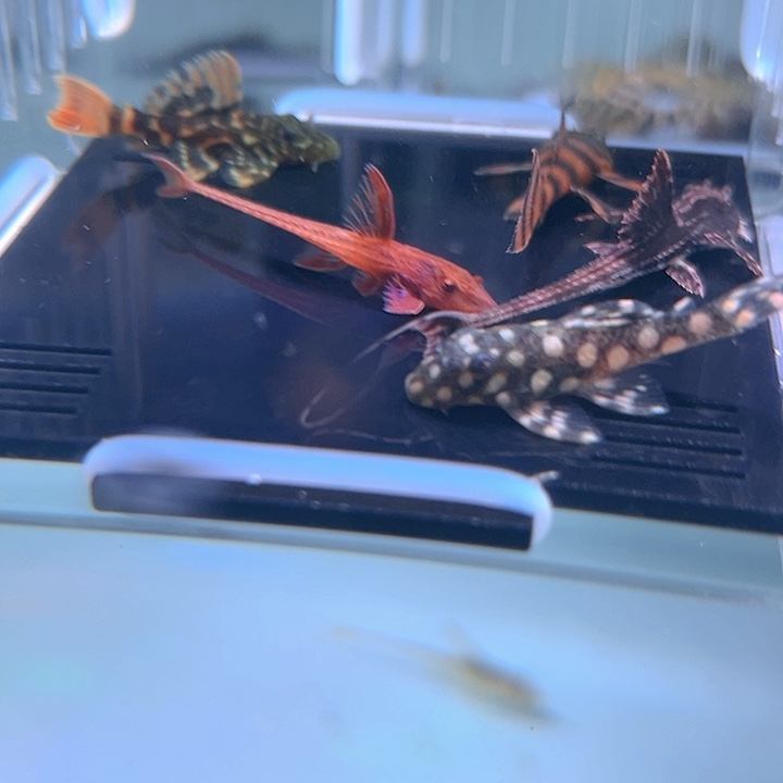 清道夫鱼23-009组合5条