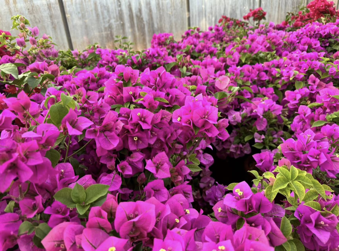 三角梅安格斯云南紫老桩一物一拍漳红樱三角梅